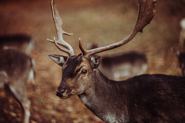 Junger Hirsch im Portrait