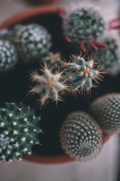 Cactus en maceteros cactaceae de naturaleza
