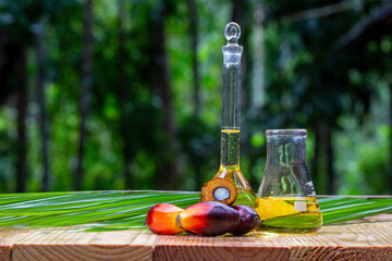 Red Oil Palm seed and leaf