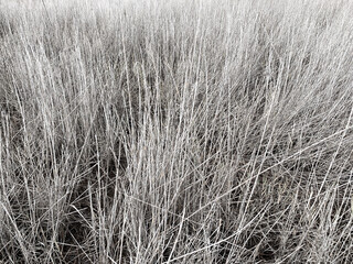 Dry grass background, straw texture