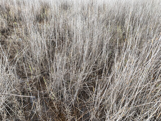 Fototapeta premium Dry grass background, straw texture