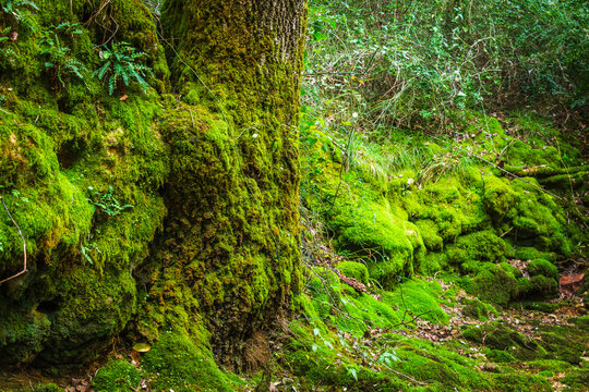Tree roots and stones with moss in the forest © WildGlass Photograph