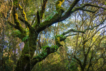 Beautiful tree covered with moss in the middle of an enchanted forest. Beselga de Cima, Serra de Aire, Portugal