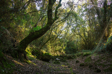 Beautiful old river in the middle of the forest. Enchanted forest with a dry riverbed in Beselgas, Serra de Aire