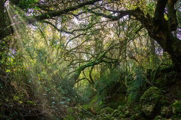 Beautiful tree covered with moss in the middle of an enchanted forest. Beselga de Cima, Serra de Aire, Portugal