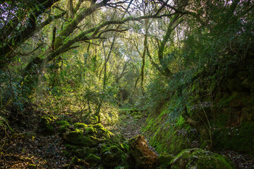 Beautiful old river in the middle of the forest. Enchanted forest with a dry riverbed in Beselgas, Serra de Aire