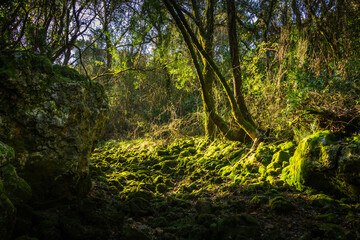Beautiful old river in the middle of the forest. Enchanted forest with a dry riverbed in Beselgas, Serra de Aire