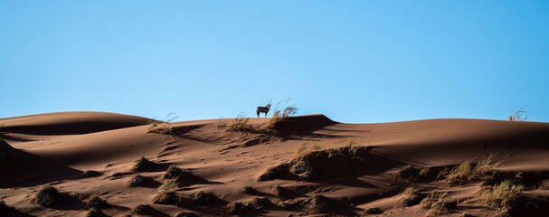 Fototapeta na wymiar Einsame Oryx-Antilope auf einer Düne im Namib-Naukluft Nationalpark, Namibia