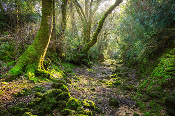 Fototapeta premium Beautiful old river in the middle of the forest. Enchanted forest with a dry riverbed in Beselgas, Serra de Aire