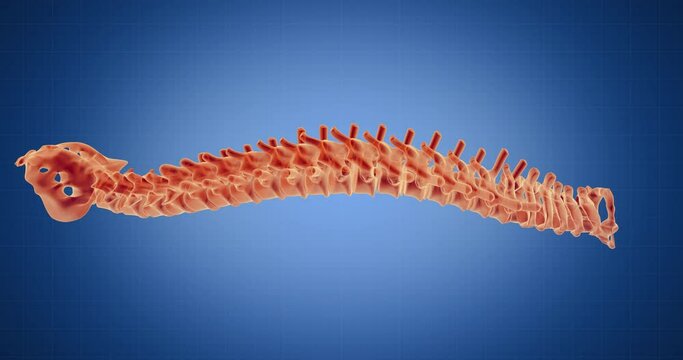 Spine, spinal cord x-ray style, internal organs 3D render, anatomy of the human body, blue background