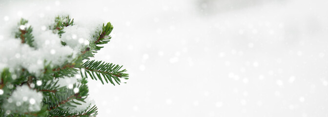 A green twig of spruce in the snow on a snow-white background. 