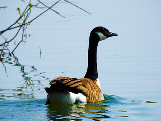 Goose on the water