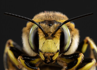 Biene Nahaufnahme auf dunklem Hintergrund