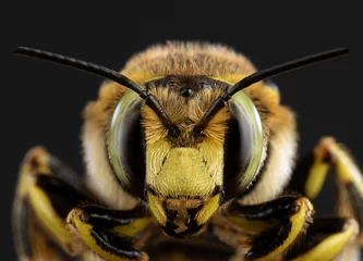 Foto auf Acrylglas Biene Biene Nahaufnahme auf dunklem Hintergrund
