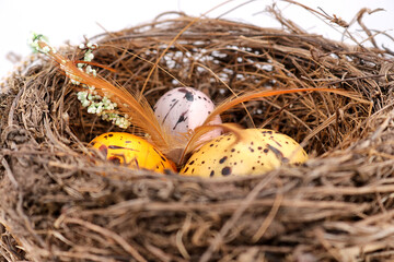 Hintergrund Ostern - bunte Eier in einem echten Amselnest