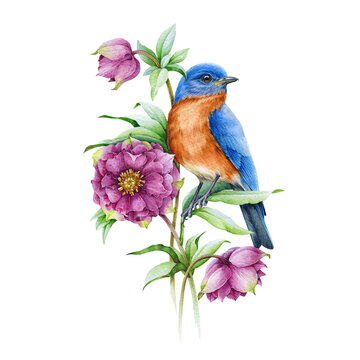Bluebird on blooming hellebore pink flower watercolor illustration. Eastern sialia bird with tender spring flowers and green leaves. Realistic floral spring image Isolated on the white background. 