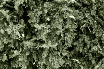 Green thuja texture. Winter tree background. Coniferous bush backdrop. Evergreen forest pattern. Tree needles texture.