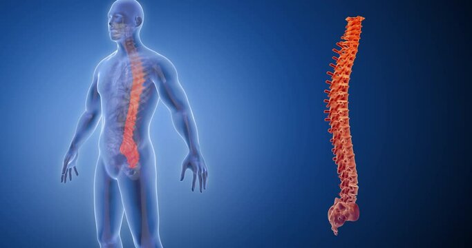 Spine, spinal cord x-ray style, internal organs 3D render, anatomy of the human body, blue background