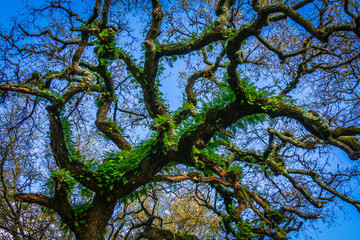 Beautiful tree with ferns and moss in the branches. Huge tree in the mountain village of Alvados, Serra de Aire, Portugal.