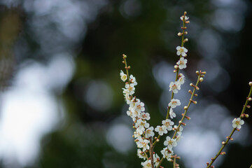 春を告げるかわいい白梅の花