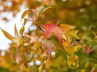 Die Farben im Herbst