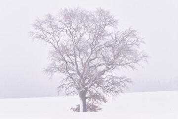 Fototapeta na wymiar Eingeschneite Eiche im Nebel