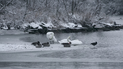 Obraz premium Gänse und Schwäne ruhen am See