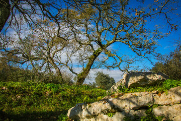 Beautiful tree with ferns and moss in the branches. Huge tree in the mountain village of Alvados, Serra de Aire, Portugal.