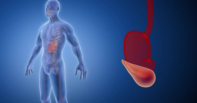Stomach and pancreas x-ray style, internal organs 3D render, anatomy of the human body, blue background