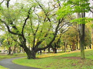 Naklejka premium OLYMPUS DIGITAL CAMERA