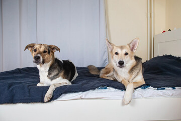 Dogs having a relaxing siesta in living room