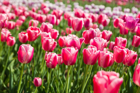 Field of red colored tulip flowers. Beautiful floral background of bright pink tulips blooming in the garden in the middle of a sunny spring day.