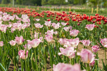 Large field of multi-colored tulip flowers. Beautiful floral background of bright tulips blooming in the garden in the middle of a sunny spring day.