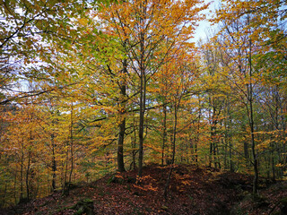 bunter Herbstwald
