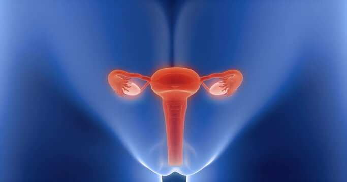 Uterus, womb, ovaries, female x-ray style, internal organs 3D render, anatomy of the human body, blue background