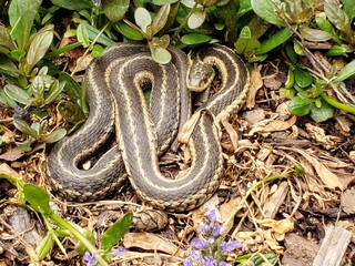 snake in the grass