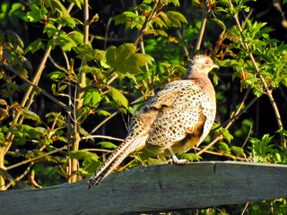 Pheasant on the fence