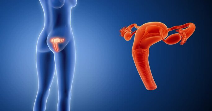 Uterus, womb, ovaries, female x-ray style, internal organs 3D render, anatomy of the human body, blue background