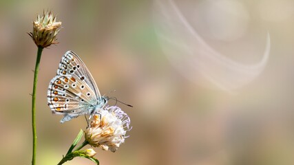 Adonis blue or Polyommatus (Lysandra) bellargus male butterfly on a small wild meadow flower with blurred natural background. Beautiful summer meadow, inspiration nature. Selective focus.