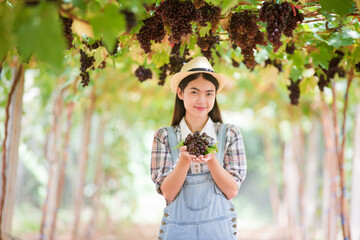 Grape farm, a young farmer picking grapes that are ripe.