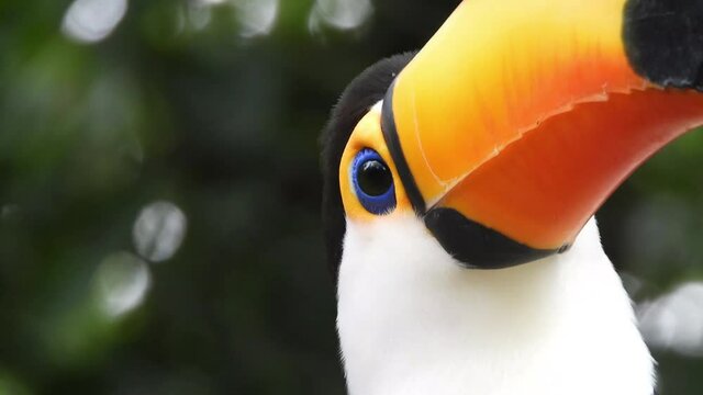 Toco Toucan also known as the common Toucan or giant Toucan. Scientific name Ramphastos toco. Native to South America.
Close up of head turning and blinking.