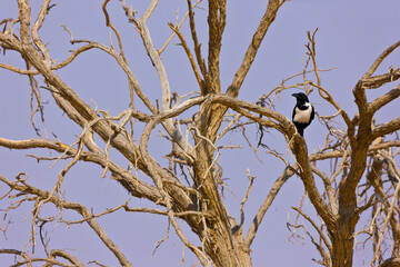 Sossus Vlei Sesriem,  Namib desert, Namibia, Africa