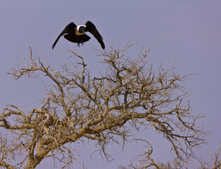Africa Namibia Namib Desierto Sesriem Sossus Vlei Aereas Globo