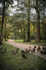 A flock of ducks crosses the road in the park