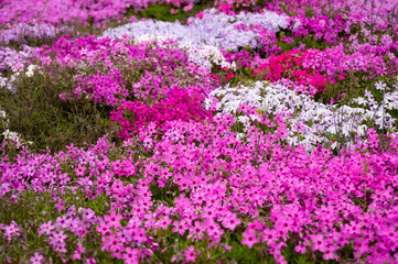 Phlox subulata, small purple flowers, Carpet of flowers
