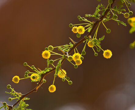 Acacia Erioloba Desierto Namib Namibia Africa