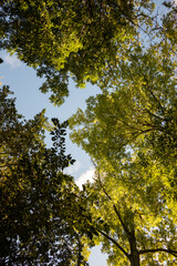 The tops of the trees against the sky. Autumn forest.