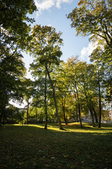 Beautiful bright green meadow in the park