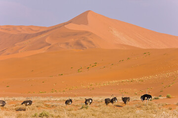 Fototapeta na wymiar Ostrich or Common Ostrich (Struthio camelus), Desierto Namib, Namibia, Africa
