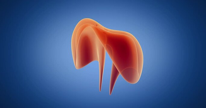Diaphragm x-ray style, internal organs 3D render, anatomy of the human body, blue background